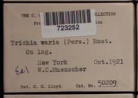 Trichia varia image